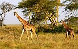 TANZANIA - Serengeti National Park - Giraffe - 5-2